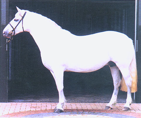 Irish Draught Mare, quality breeding